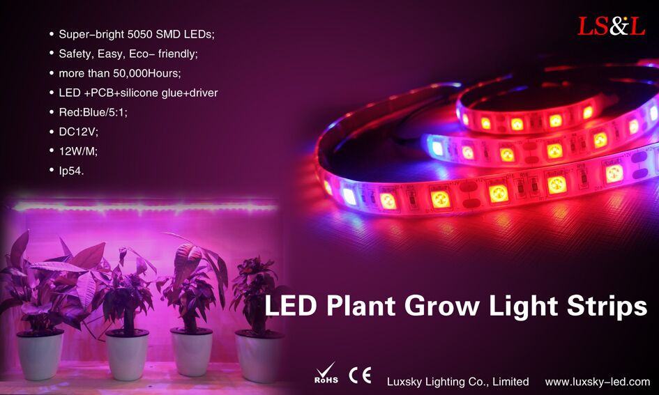 Aký je rozdiel medzi led crystal tanier a led čipy?